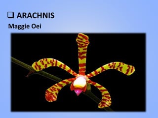  ARACHNIS
Maggie Oei
 