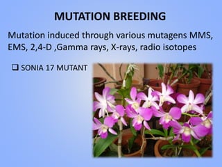 MUTATION BREEDING
Mutation induced through various mutagens MMS,
EMS, 2,4-D ,Gamma rays, X-rays, radio isotopes
 SONIA 17 MUTANT
 
