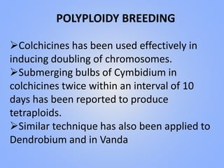 POLYPLOIDY BREEDING
Colchicines has been used effectively in
inducing doubling of chromosomes.
Submerging bulbs of Cymbidium in
colchicines twice within an interval of 10
days has been reported to produce
tetraploids.
Similar technique has also been applied to
Dendrobium and in Vanda
 