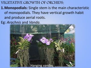 VEGETATIVE GROWTH OF ORCHIDS:
1.Monopodials: Single stem is the main characteristic
of monopodials. They have vertical growth habit
and produce aerial roots.
Eg: Arachnis and Vanda.
Hanging vandas
 