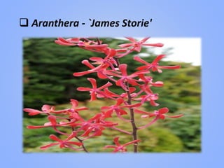  Aranthera - `James Storie'
 