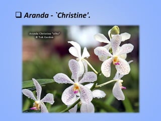  Aranda - `Christine'.
 