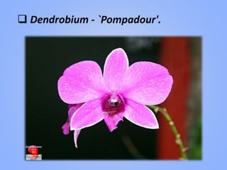  Dendrobium - `Pompadour'.
 