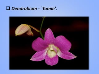  Dendrobium - `Tomie'.
 