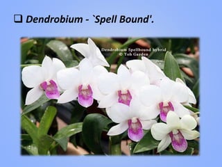  Dendrobium - `Spell Bound'.
 