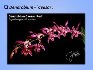  Dendrobium - `Ceasar'.
 