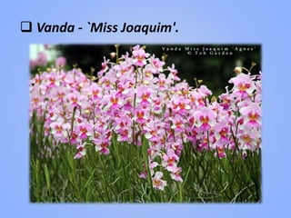  Vanda - `Miss Joaquim'.
 