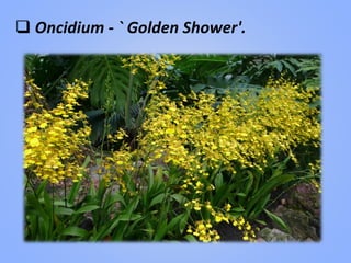 Oncidium - ` Golden Shower'.
 
