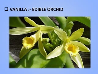  VANILLA :- EDIBLE ORCHID
 