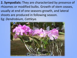 2. Sympodials: They are characterized by presence of
rhizomes or modified bulbs. Growth of stem ceases,
usually at end of one seasons growth, and lateral
shoots are produced in following season.
Eg: Dendrobium, Cattleya.
Cattleya Orchid
 