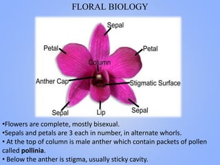 FLORAL BIOLOGY
•Flowers are complete, mostly bisexual.
•Sepals and petals are 3 each in number, in alternate whorls.
• At the top of column is male anther which contain packets of pollen
called pollinia.
• Below the anther is stigma, usually sticky cavity.
 