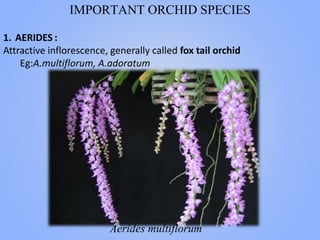 IMPORTANT ORCHID SPECIES
1. AERIDES :
Attractive inflorescence, generally called fox tail orchid
Eg:A.multiflorum, A.adoratum
Aerides multiflorum
 