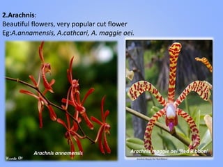 2.Arachnis:
Beautiful flowers, very popular cut flower
Eg:A.annamensis, A.cathcari, A. maggie oei.
Arachnis annamensis Arachnis maggie oei ‘Red Ribbon’
 