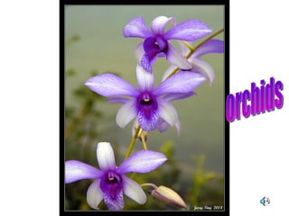 orchids 