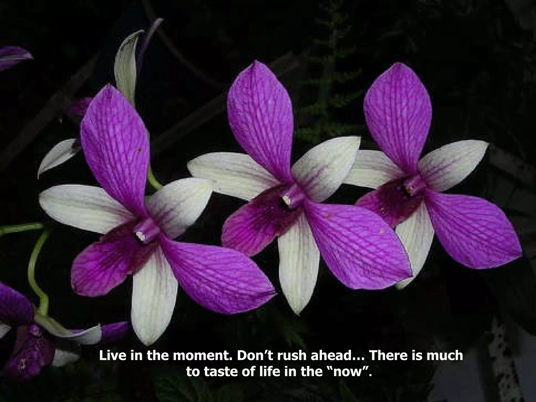 Live in the moment. Don’t rush ahead… There is much to taste of life in the “now” . 