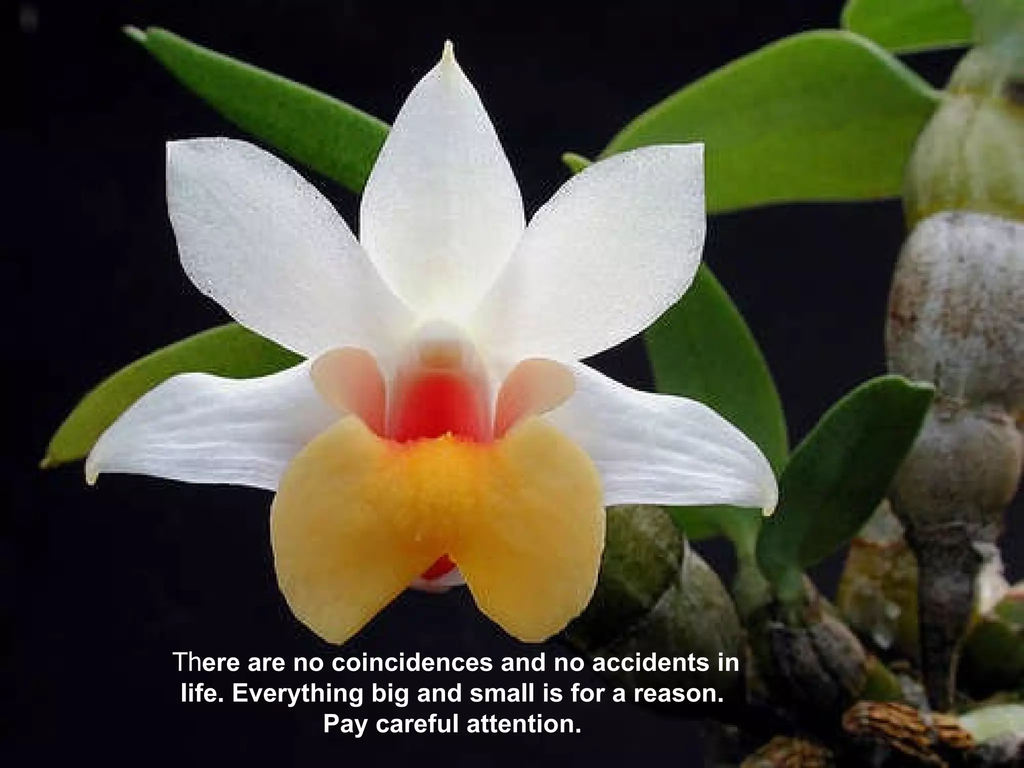 Th ere are no coincidences and no accidents in life. Everything big and small is for a reason. Pay careful attention. 