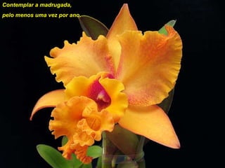 Contemplar a madrugada,  pelo menos uma vez por ano. 