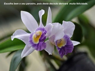 Escolha bem o seu parceiro, pois desta decisão derivará  muita felicidade. 