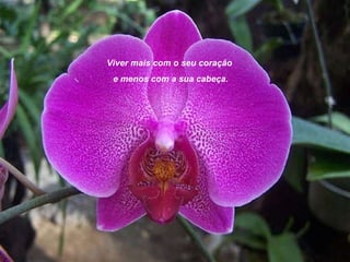 Viver mais com o seu coração  e menos com a sua cabeça. 