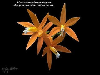 Livre-se do ódio e amargura, eles provocam-lhe  muitos danos. 