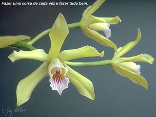 Fazer uma coisa de cada vez e fazer tudo bem. 