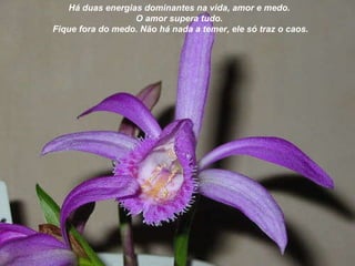 Há duas energias dominantes na vida, amor e medo.  O amor supera tudo.  Fique fora do medo. Não há nada a temer, ele só traz o caos. 