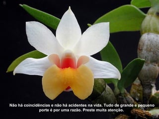 Não há coincidências e não há acidentes na vida. Tudo de grande e pequeno
porte é por uma razão. Preste muita atenção.
 