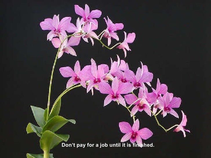Orchids and thoughts_