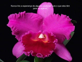 Nunca tire a esperança de alguém, pode ser tudo o que eles têm para se agarrar. 