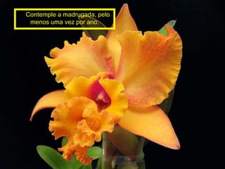 Contemple a madrugada, pelo
 menos uma vez por ano.
 