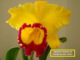 Aprecie a beleza do
mundo ao seu redor.
 