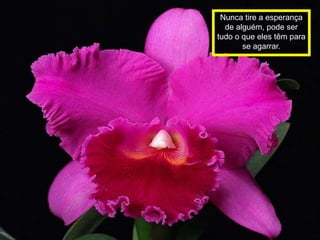 Nunca tire a esperança
  de alguém, pode ser
tudo o que eles têm para
       se agarrar.
 