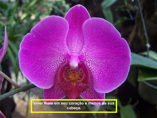 Viver mais em seu coração e menos na sua
                 cabeça.
 