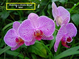 Você tem o direito de ser
         feliz!
 