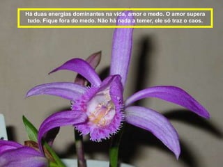 Há duas energias dominantes na vida, amor e medo. O amor supera
 tudo. Fique fora do medo. Não há nada a temer, ele só traz o caos.
 
