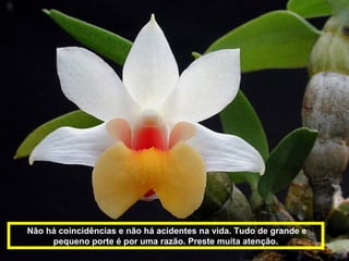 Não há coincidências e não há acidentes na vida. Tudo de grande e
     pequeno porte é por uma razão. Preste muita atenção.
 