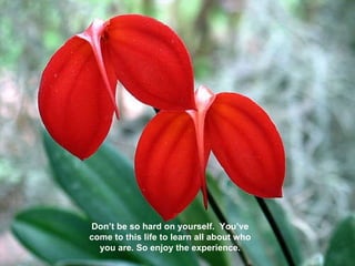 Don’t be so hard on yourself.  You’ve come to this life to learn all about who you are. So enjoy the experience. 