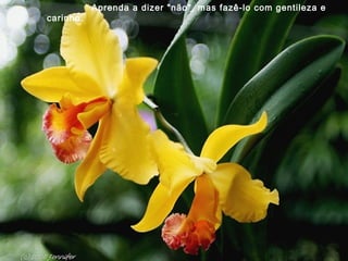 Aprenda a dizer "não", mas fazê-lo com gentileza e
carinho.
 