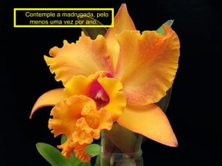 Contemple a madrugada, pelo 
menos uma vez por ano. 
 