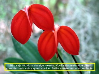 Não seja tão duro consigo mesmo. Você veio nesta vida para 
aprender tudo sobre quem você é. Então aproveitem a experiência. 
 