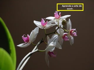 Aprenda a arte de 
ouvir. 
 