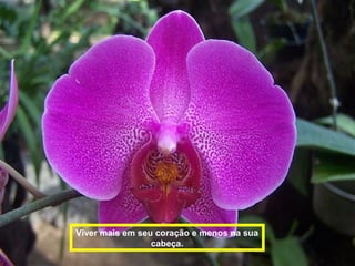 Viver mais em seu coração e menos na sua 
cabeça. 
 