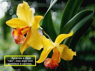 Aprenda a dizer 
"não", mas diga com 
gentileza e carinho. 
 