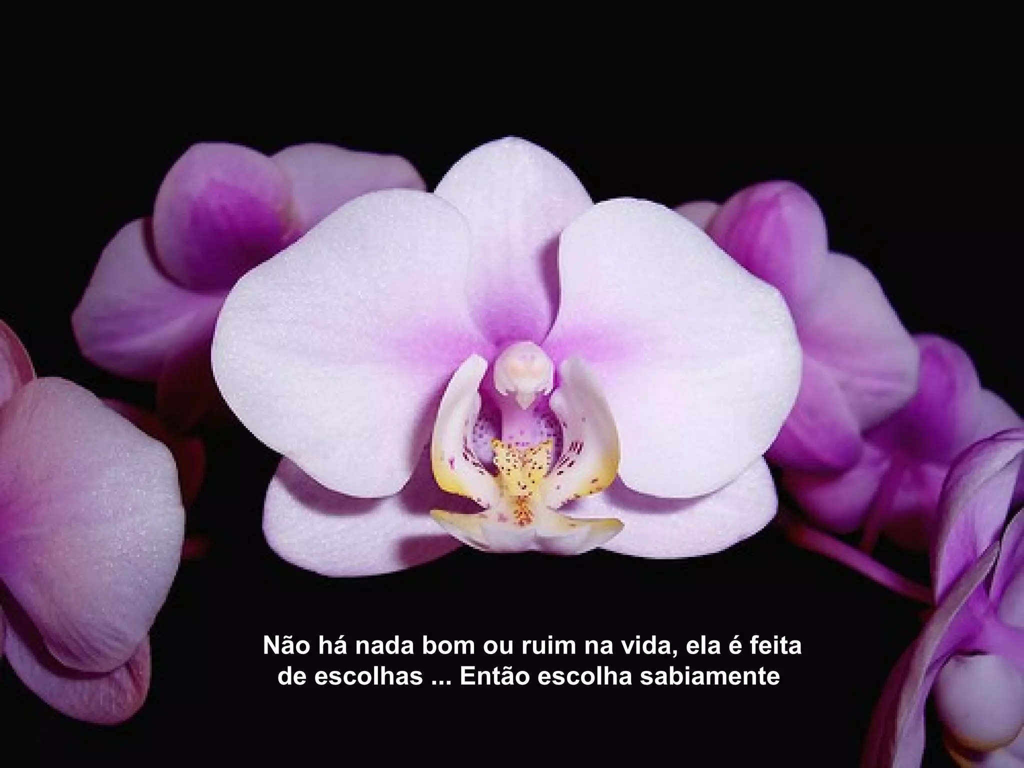 Não há nada bom ou ruim na vida, ela é feita
de escolhas ... Então escolha sabiamente
 