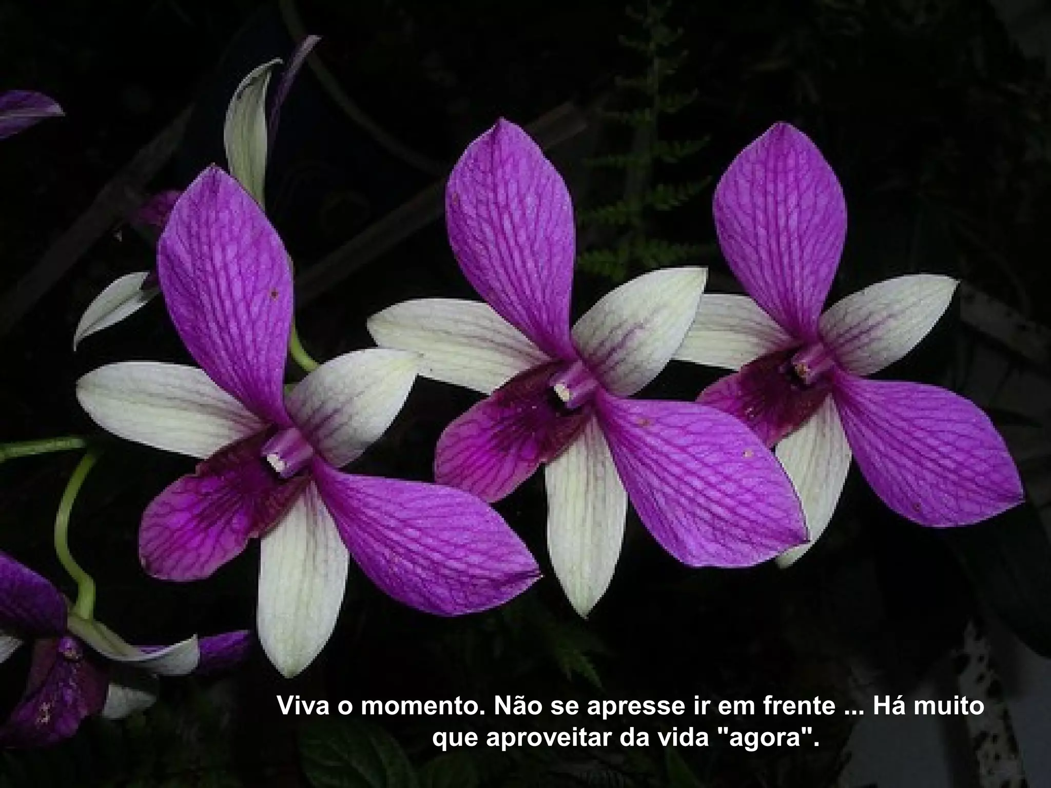Viva o momento. Não se apresse ir em frente ... Há muito
que aproveitar da vida "agora".
 