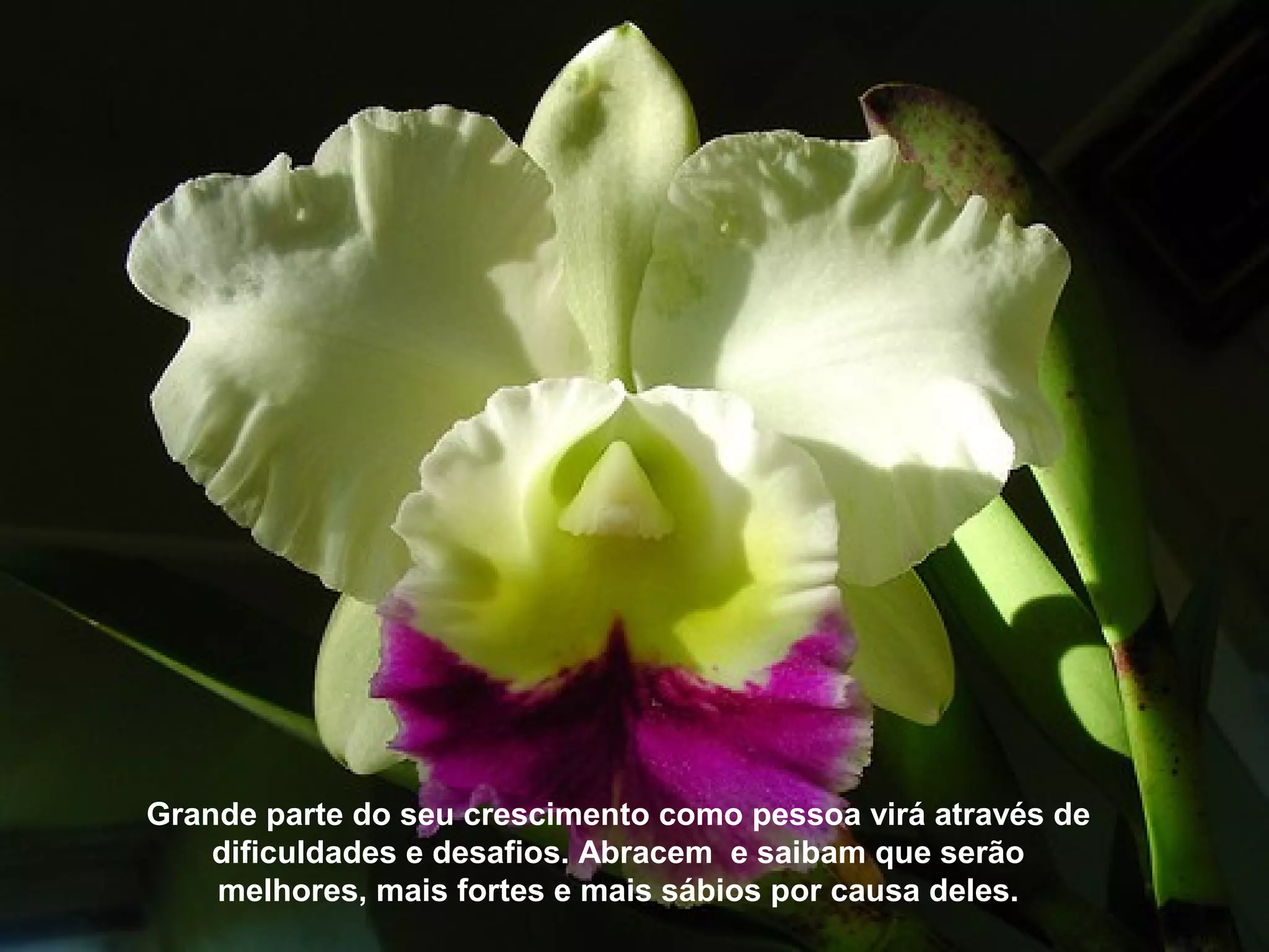 Grande parte do seu crescimento como pessoa virá através de
dificuldades e desafios. Abracem e saibam que serão
melhores, mais fortes e mais sábios por causa deles.
 