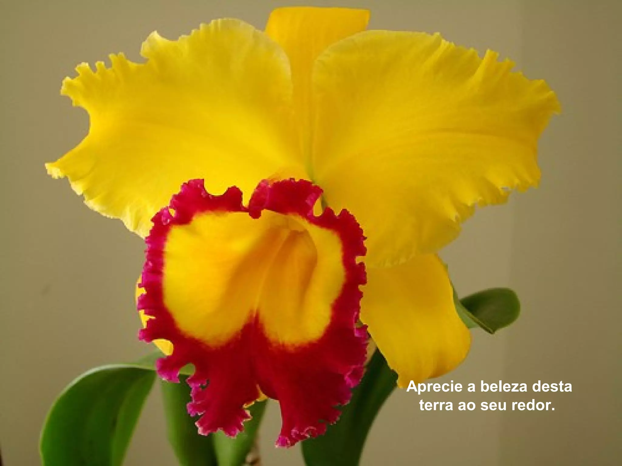 Aprecie a beleza desta
terra ao seu redor.
 