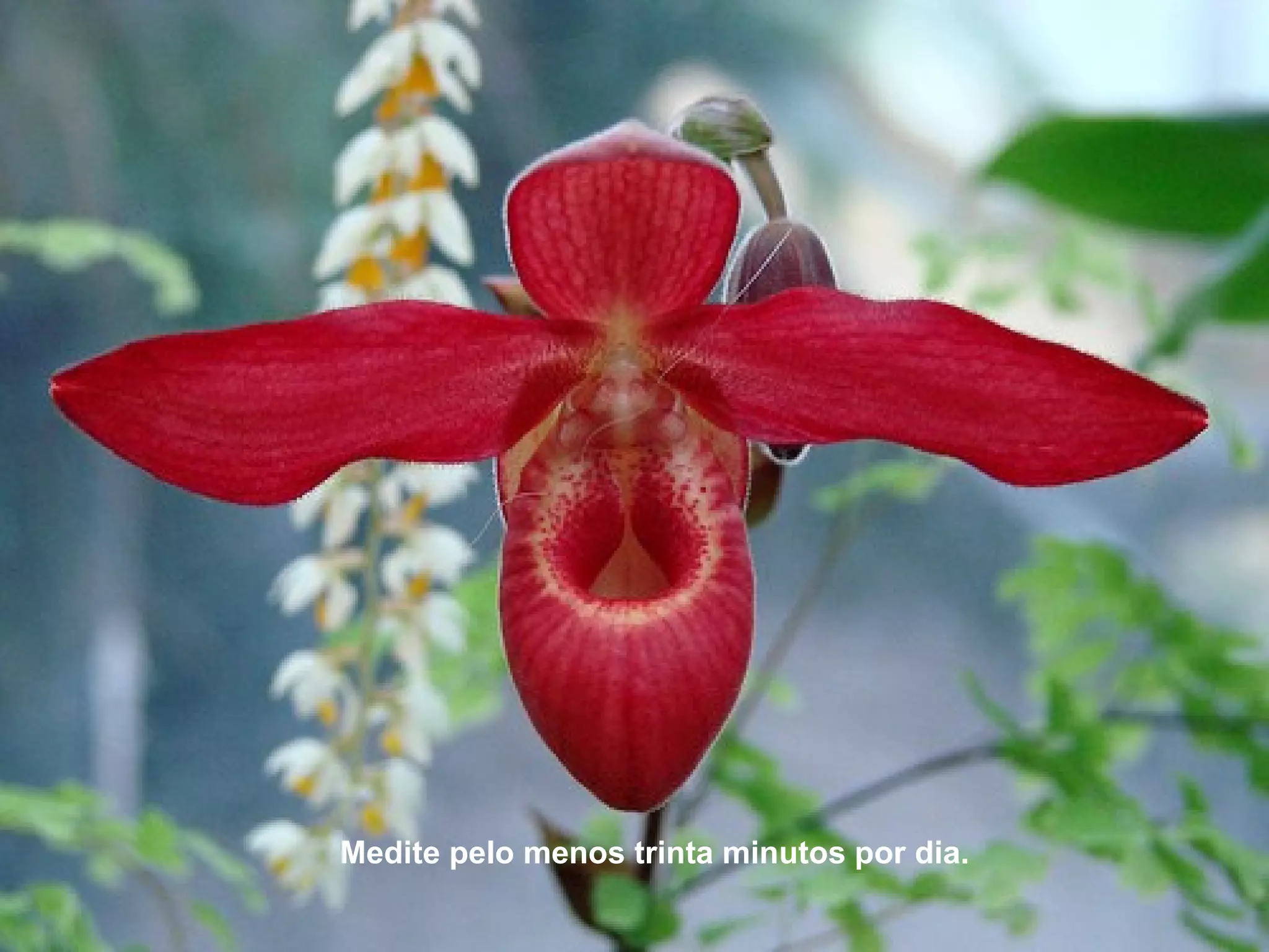 Medite pelo menos trinta minutos por dia.
 