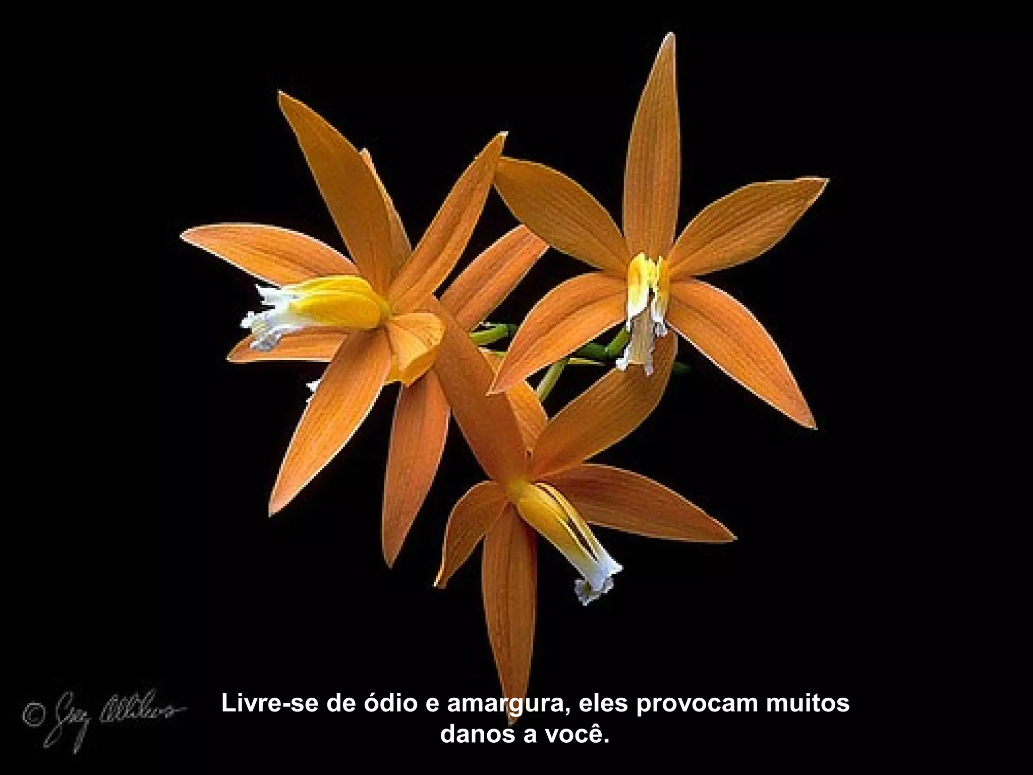 Livre-se de ódio e amargura, eles provocam muitos
danos a você.
 