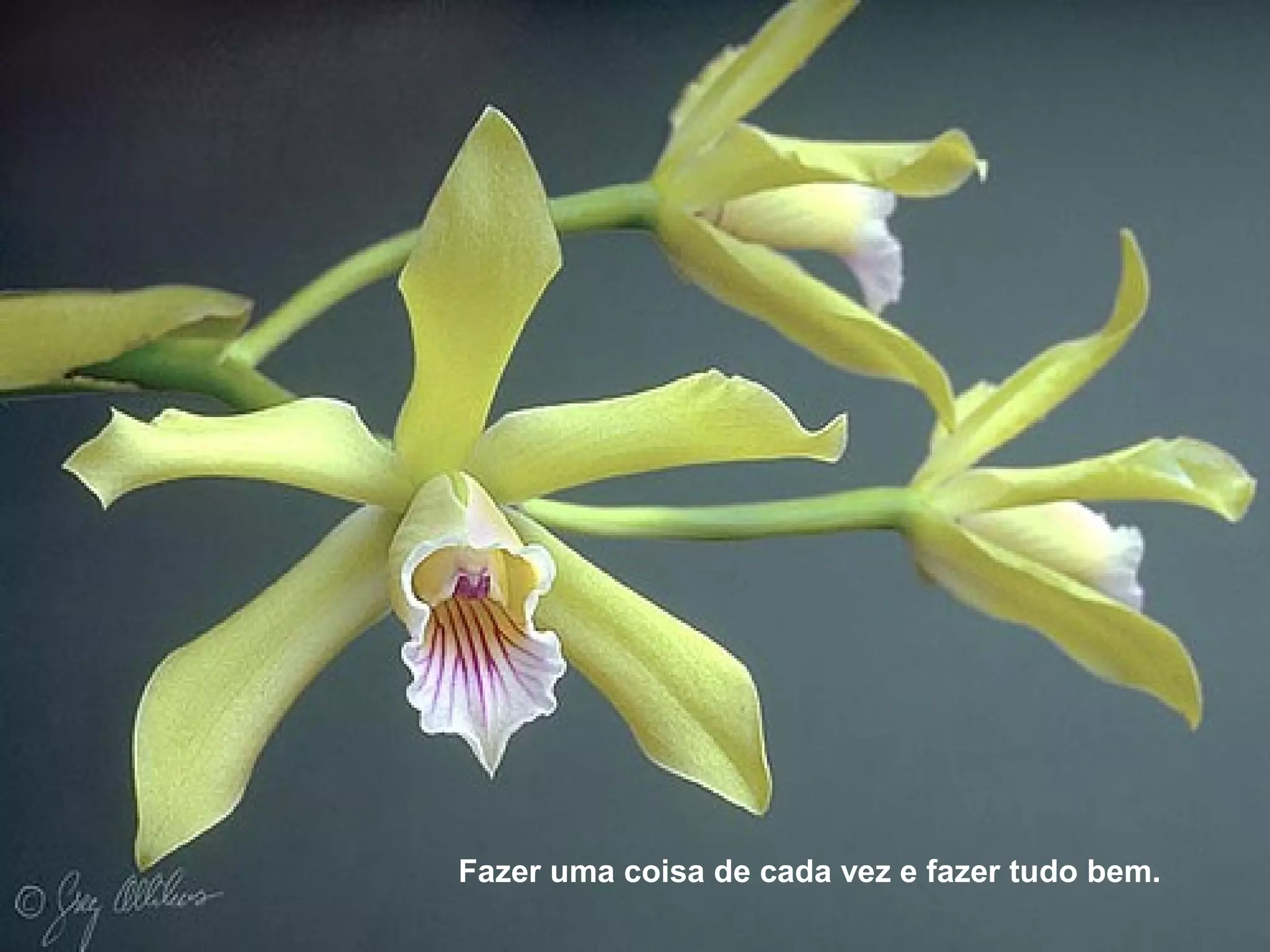 Fazer uma coisa de cada vez e fazer tudo bem.
 